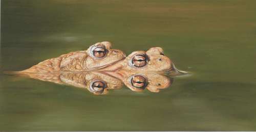toads